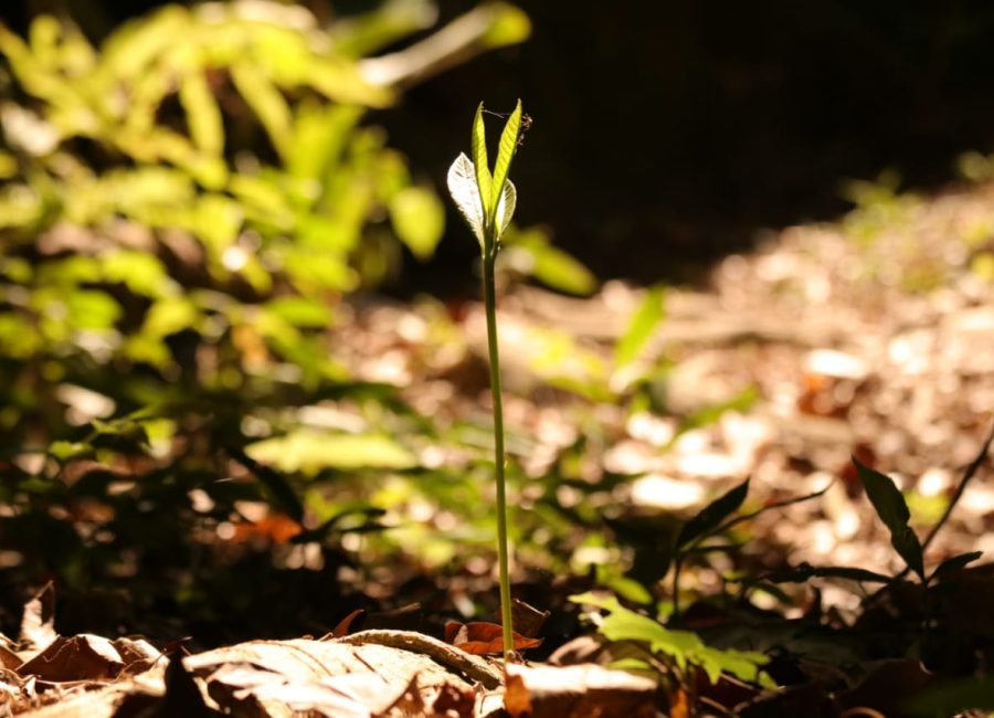 Flona de Pacotuba