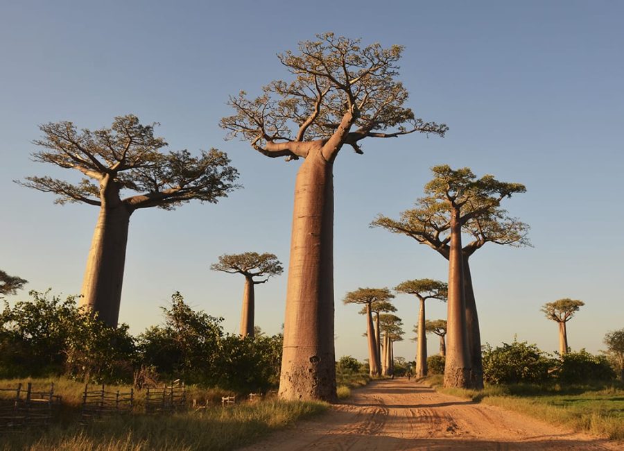baoba-qual-a-origem-da-arvore-simbolo-da-africa